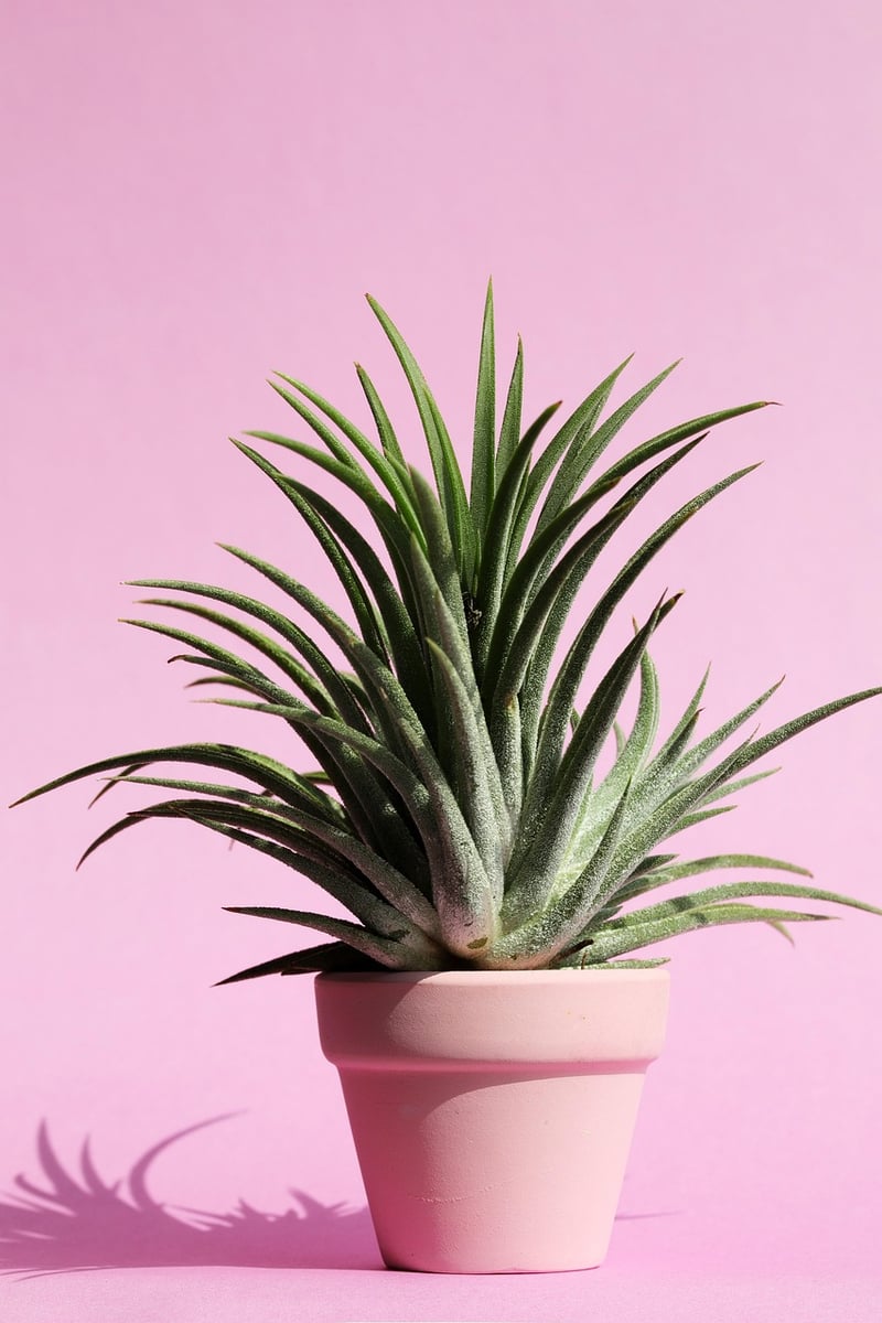 Plant Decor Tips