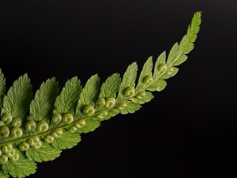 Fern in the wild